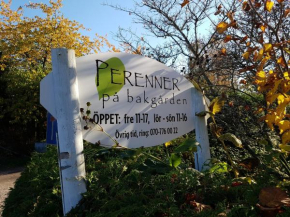 Perenner på bakgården in Motala